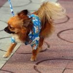 Is It Possible to House Train an Outside Dog Tips for success with a previously outdoor pet