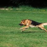 How to Become a Certified Dog Trainer in Virginia Training programs, certification requirements, practical experience