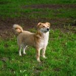 How to Potty Train Dogs in Apartments Step-by-step guide on how to potty train dogs in apartments effectively