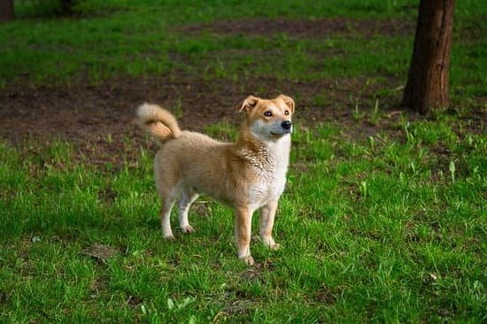 Step-by-step guide on how to potty train dogs in apartments effectively