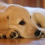 Step-by-step guide on how to train a dog to understand English commands effectively