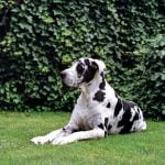 How to Train a Dog to Not Jump on You Effective techniques for teaching your dog not to jump on you