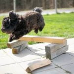 How to Train Dogs to Pull a Sled expert tips for success