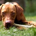 How to Train a Very Bad Dog Step-by-step guide on how to train a very bad dog effectively