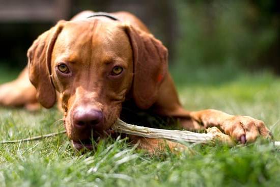 How to Train a Very Bad Dog 9 Step-by-step guide on how to train a very bad dog effectively