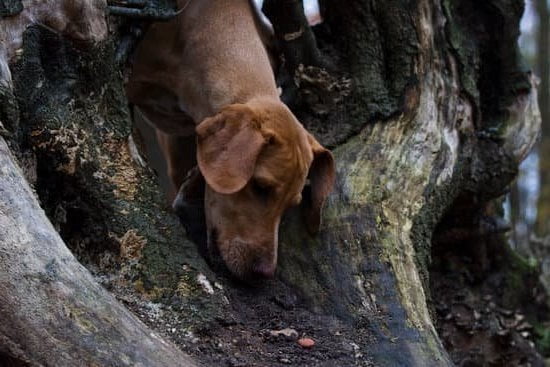 How to Train a Dog to Like a Cat 7 Step-by-step guide on how to train a dog to like a cat peacefully