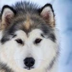 Step-by-step guide for how to train a dog to do basic tricks