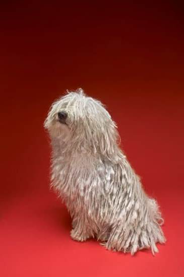 Early socialization helps build a strong bond and positive behavior