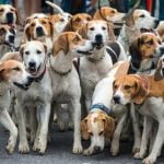 How to Become a Guide Dog Trainer Uk Step-by-step guide to becoming a Guide Dog Trainer in the UK