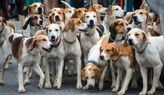 Step-by-step guide to becoming a Guide Dog Trainer in the UK