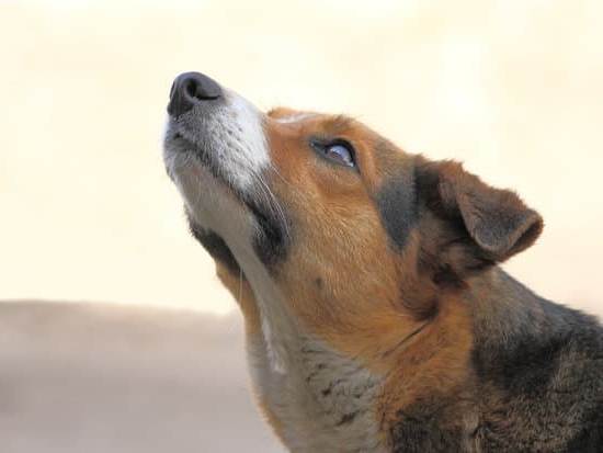 Can a Dog Be Trained to Recgonize Mood Swings 1 Teach recognizing mood swings using positive reinforcement