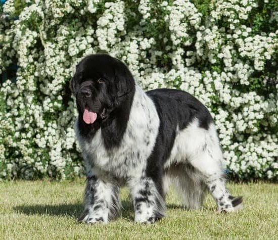 How to Train a Dog to Walk at Your Pace 1 Teach Your Dog to Walk at Your Pace with These Simple Steps