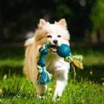 Neutering may assist in potty training your dog effectively by reducing territorial marking behaviors