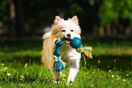 Neutering may assist in potty training your dog effectively by reducing territorial marking behaviors