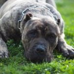 Are Boxer Dogs Easy to Train Easy training potential of Boxer dogs makes them great companions for novice owners