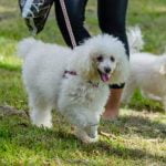 Learn effective techniques for how to train Bernese Mountain Dogs with expert guidance and positive reinforcement methods