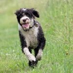 Step-by-Step Guide for Indoor Potty Training Success