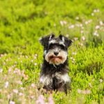 How Long Is a Police Dog Trained Each Day