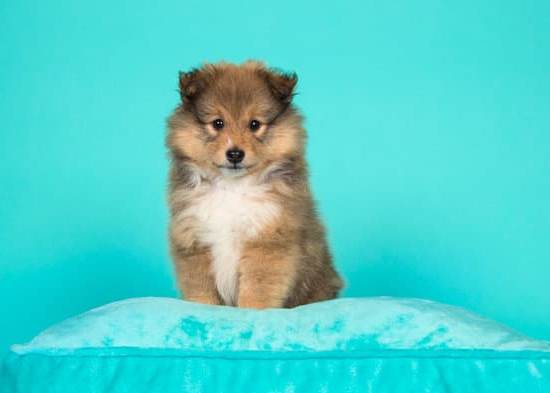 Step-by-step guide on how to train a dog to be in a crate effectively