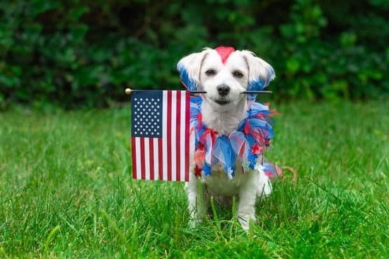 How Much Instinct Dog Training Nyc 9 Expert dog training in NYC - discover how much instinct can improve behavior