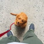 Discover the cost of in-home dog training services tailored to your needs