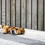 Why Training Aids Are Impiortant for Dogs WHY TRAINING AIDS ARE IMPORTANT FOR DOGS