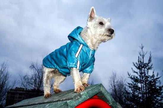 Stop barking with reward-based reinforcement techniques for your furry friend