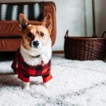 How to Trick Train Your Dog How to trick train your dog successfully