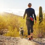 How to Train a Two Year Old Dog Step-by-step guide on how to train a two-year-old dog efficiently with positive reinforcement