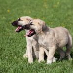 Where to Buy K9 Trained Dogs Find reputable breeders offering K9 trained dogs, specialized in obedience and protection training