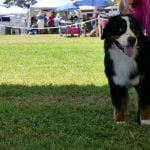 How to Self Train a Diabetic Alert Dog Step-by-step guide for success