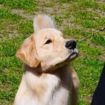 Did Kakashi Train His Dogs Skilled ninja mentor teaches loyal ninja canines