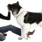 Can Dogs Travel.On Trains Dogs on trains can enjoy scenic views and comfy naps during travel