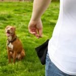 How Can I Train My Dog to Stop Eating Poop Teach 'Stop Eating Poop' command with positive reinforcement for canine behavior modification success