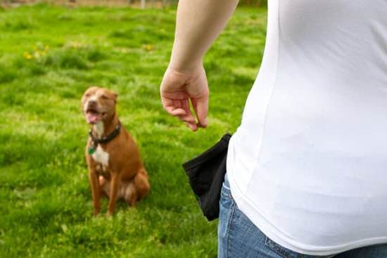 How Can I Train My Dog to Stop Eating Poop 1 Teach 'Stop Eating Poop' command with positive reinforcement for canine behavior modification success