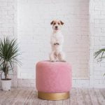 Police dogs receive specialized training to detect guns through scent for law enforcement purposes