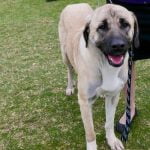 A Dogs Guide on How to Train Your Human A DOGS GUIDE ON HOW TO TRAIN YOUR HUMAN