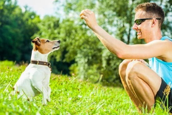 Effective training techniques to prevent dog from jumping on furniture - How to Train Dog to Stop Jumping on Furniture