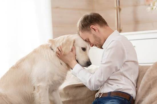 How to Train a Dog Cool Tricks 1 Unlock the potential of your furry friend with these tips on how to train a dog cool tricks