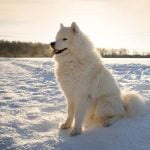 How to Start a Career as Dog Trainer Step-by-step guide on how to start a career as a dog trainer