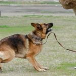 Are Dogs Allowed on Trains in Australia Can dogs ride trains in Australia Learn about policies for dogs on Aussie trains