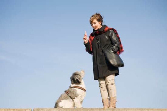 How to Train a Dog to Leave Chickens Alone 1 A helpful guide