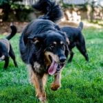 How to Train a Dog Using Operant Conditioning Step-by-step guide on how to train a dog using operant conditioning effectively