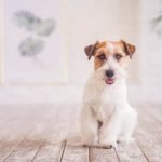 What Is Click Training for Dogs Click training for dogs involves using a clicker to reinforce positive behaviors