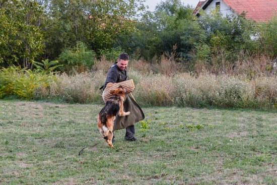 How to Train Your Dog to Rollover 1 Step-by-step guide on how to train your dog to rollover successfully