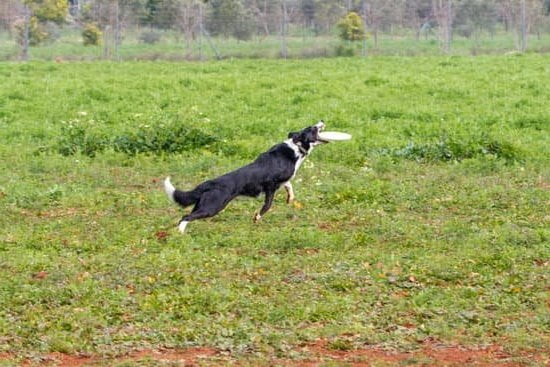 Skunks have can dogs. Training possible CAN SKUNKS BE TRAINED LIKE DOGS