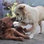 Enroll in a reliable dog protection training class to learn how to train my dog to protect me