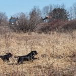 How to Train a Dog to Not Pee Inside Effective methods for teaching a dog how to not pee inside the house