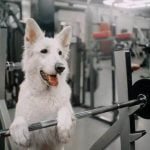 Can You Train Your Dog to Close Doors Can you train your dog to close doors