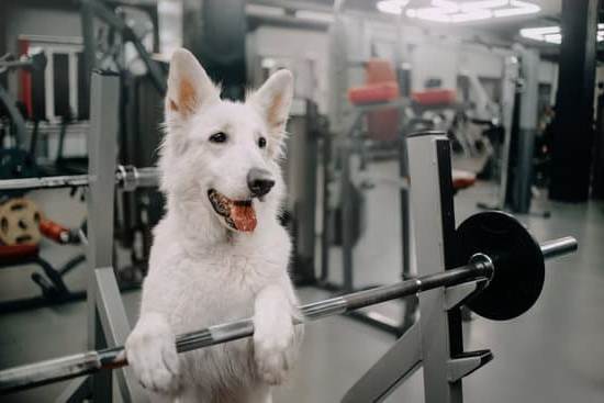 Master the art of leash training your dog with positive reinforcement and consistency